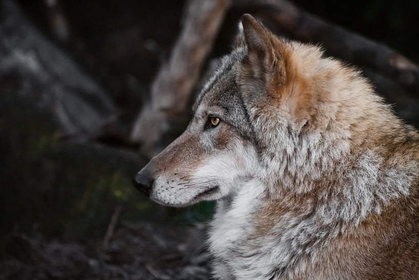 hoofd in profiel. she-wolf vrouwtje ligt mooi op de grond, imposante leugens. Krachtig sierlijk dier van Michael Semenov