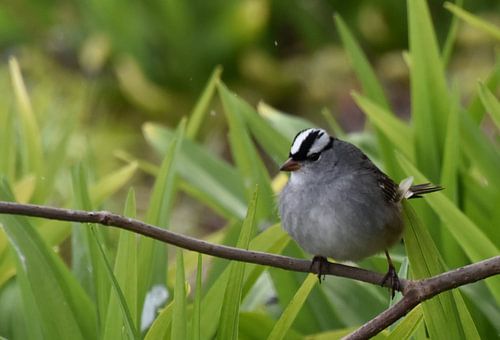 Een vogel in de tuin