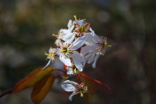 Les fleurs presque mortes du prunellier