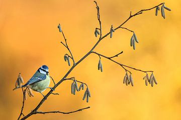 Blaumeise im Sonnenuntergang