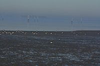 Group oystercatchers on the water