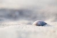 Schelp  op het strand