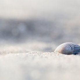 Muschel am Strand von Judith Borremans