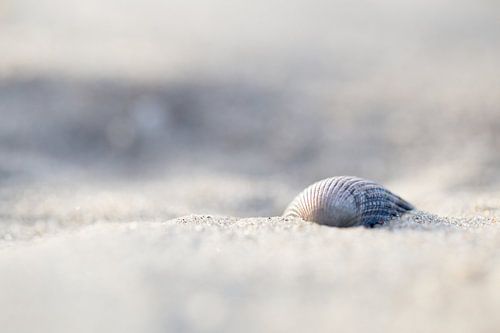 Schelp  op het strand