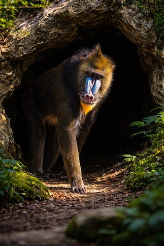 Mandrill-Affe in seinem Versteck