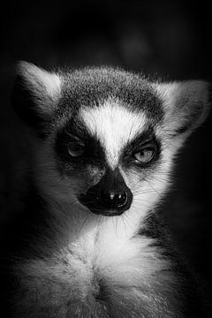 Lemur 'Kontemplation' von Foto Studio Labie