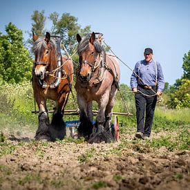 Ploughing Zealand Draft Horses by Fotografie in Zeeland