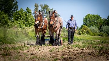 Ploughing Zealand Draft Horses