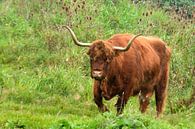 Rood bruine Schotse hooglander runderen in de wilde natuur in het gras van Trinet Uzun thumbnail