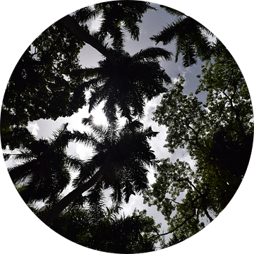 Palmentuin Suriname van Chantal de Rooij