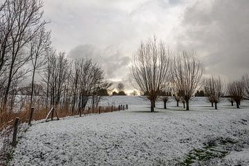 Paysage hivernal néerlandais avec neige et saules têtards