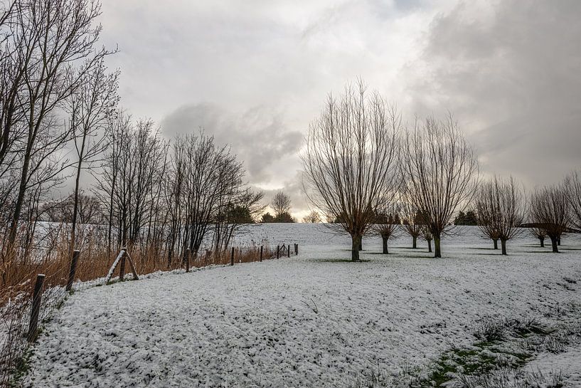 Niederländische Winterlandschaft mit Schnee und Kopfweiden von Ruud Morijn