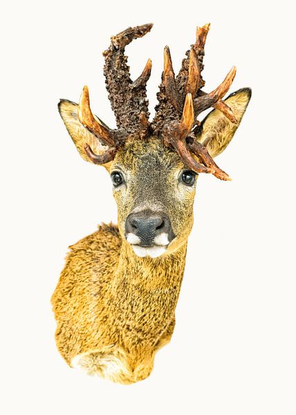 Cabinet of Curiousities Animal_01 by Marielle Leenders