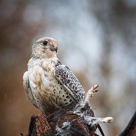 vautour faucon sur Andy van der Steen - Fotografie