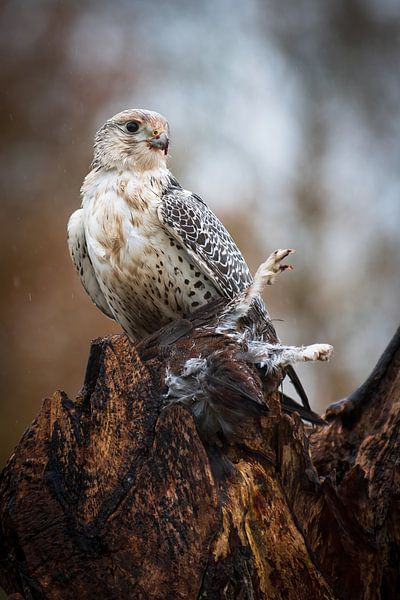 vulture falcon by Andy van der Steen - Fotografie
