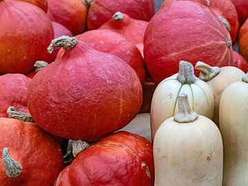 Hokkaido and butternut by Katrin May
