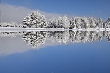 First snow on the forest by Claude Laprise