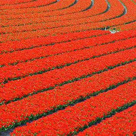 Courbe dans un champ de tulipes rouges sur Gert van Santen
