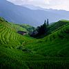 Rijstterrassen in Longji van Eddy Westdijk