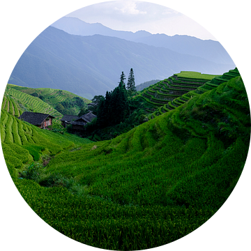 Rijstterrassen in Longji