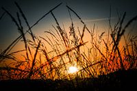 Sunrise in the Heath