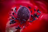 Donkerrode Bloem