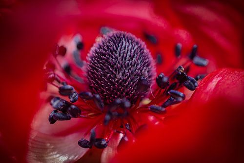 Donkerrode Bloem