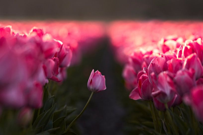 Tulip field in the bulb area by Dirk-Jan Steehouwer