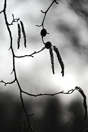 Spring by Marianna Pobedimova