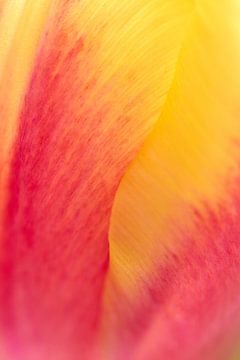 Tulp in close-up van Ad Jekel