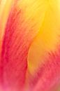 Tulp in close-up van Ad Jekel thumbnail