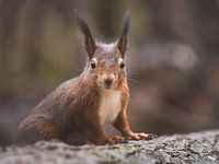 Nahaufnahme eines roten Eichhörnchens in den Niederlanden