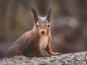Close-up van Rode Eekhoorn in Nederland