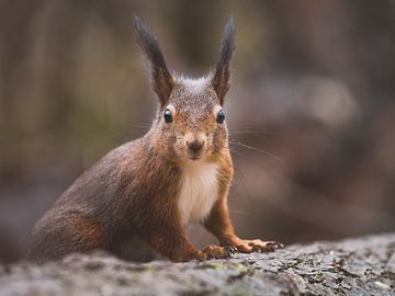 Nahaufnahme eines roten Eichhörnchens in den Niederlanden