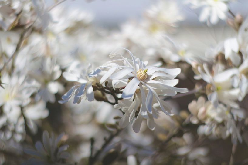 Japanse Magnolia van Marianna Pobedimova