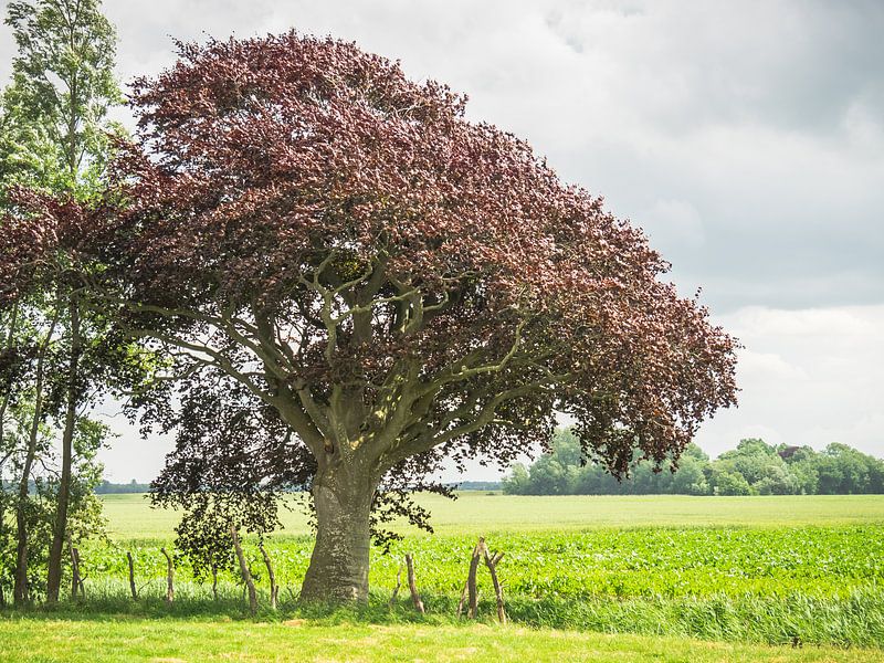 Red tree by Martijn Tilroe