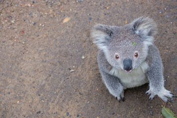 Le koala avec le regard interrogateur