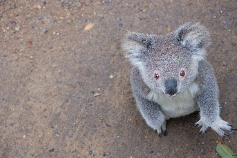 Der Koala mit dem fragenden Blick von Erwin Blekkenhorst