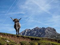 Cow in the mountains