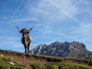 Koe in de bergen van Lennard Gog