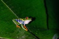 Rotäugiger Makro-Frosch