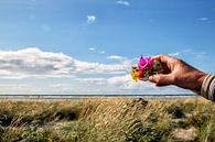 Blumen dänischen Küste von Jan Sportel Photography Miniaturansicht