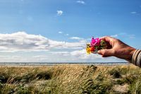 Flowers Danish coast