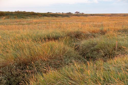 Grassen kleuren de Schorren goud in het vroege ochtendlicht