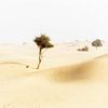 Desert (Abu Dhabi) by Coby