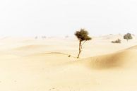 Woestijn (Abu Dhabi) van Coby Vriens thumbnail