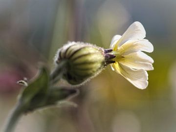 Koekoeksbloem van Rob Boon