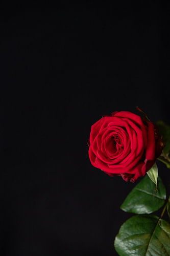 Crimson Whisper
