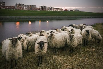 Schapen op het droge