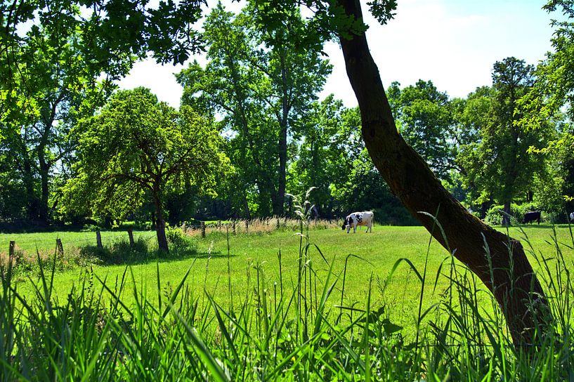 Koeienweide van Edgar Schermaul